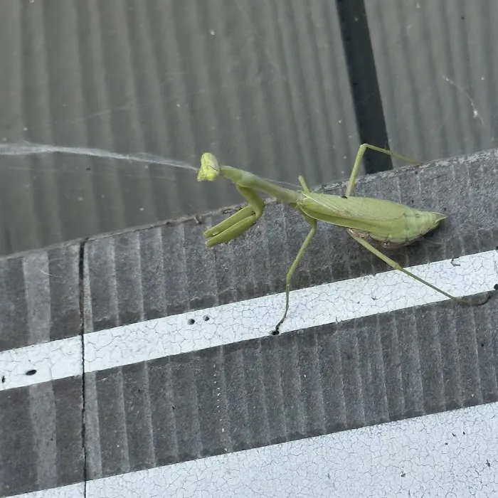 Orkin Picture 9