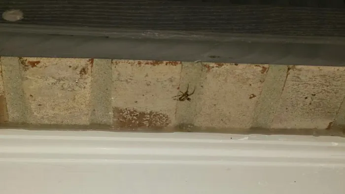 Indianapolis Pest Control Picture 1