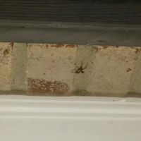 Indianapolis Pest Control ico