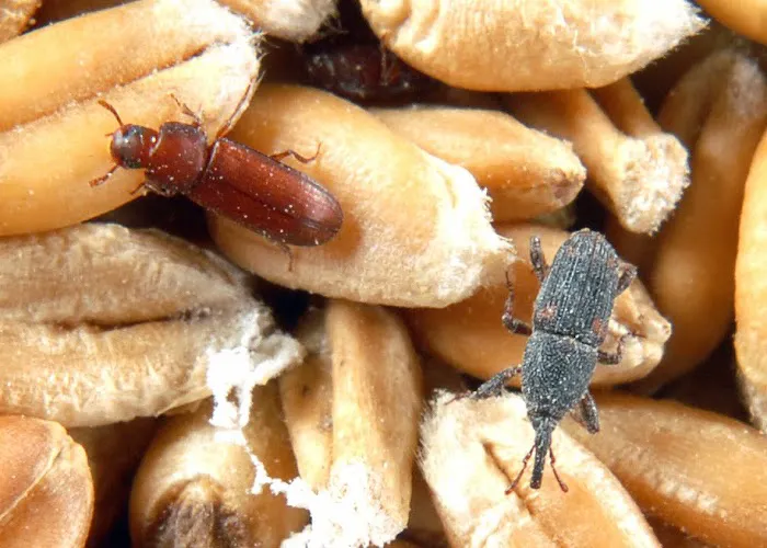 Insects Limited Inc Picture 3