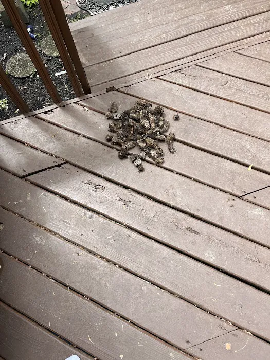 Moxie Pest Control Picture 6
