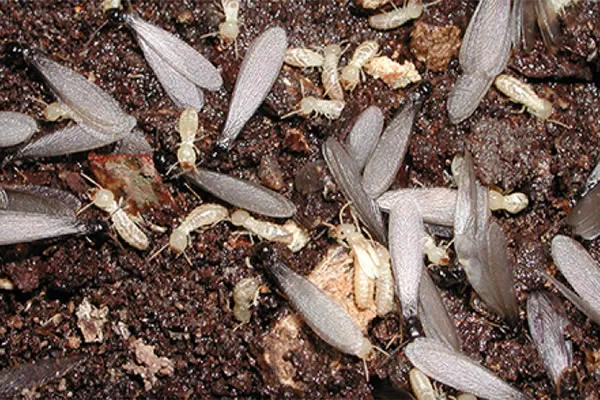 Arab Termite & Pest Control Picture 7