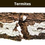 Arab Termite & Pest Control