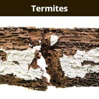 Arab Termite & Pest Control ico
