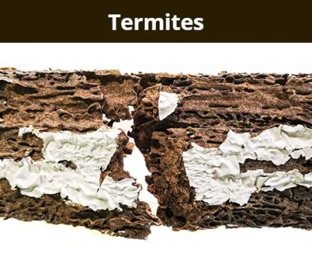 Arab Termite & Pest Control