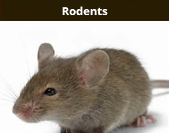 Arab Termite & Pest Control Picture 8