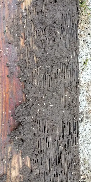 North Central Pest Control - Kokomo Indiana Picture 2