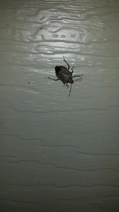 Frontline Pest Management Picture 10