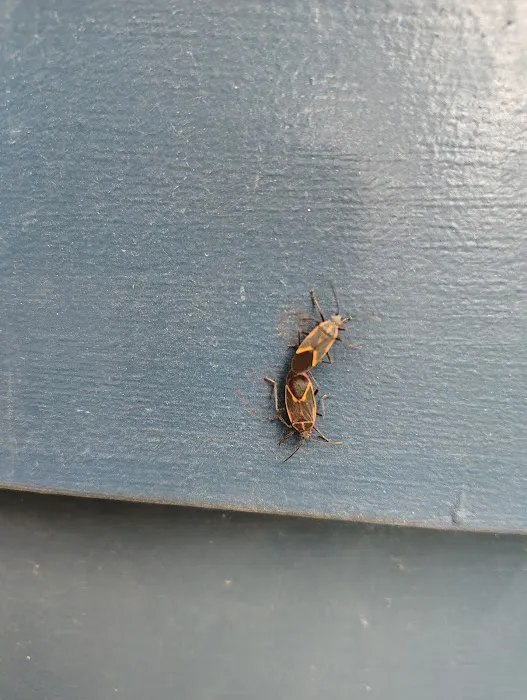 Frontline Pest Management Picture 8