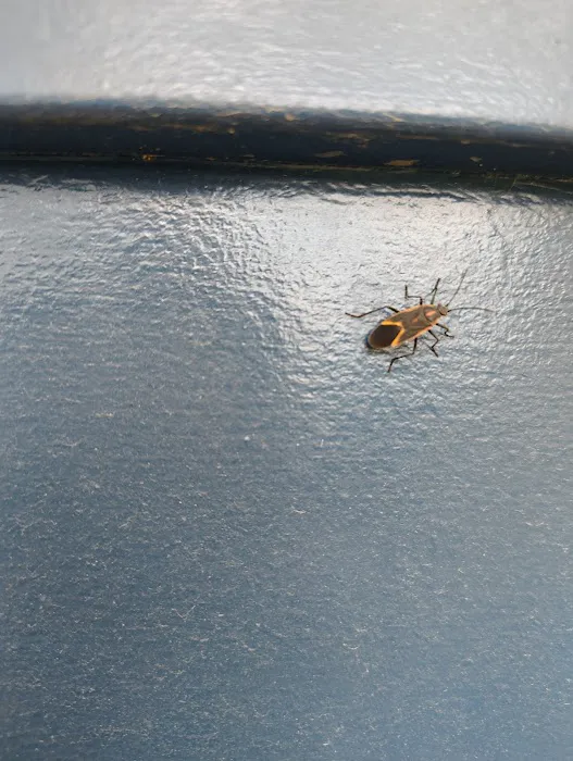 Frontline Pest Management Picture 2