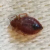 Frontline Pest Management ico