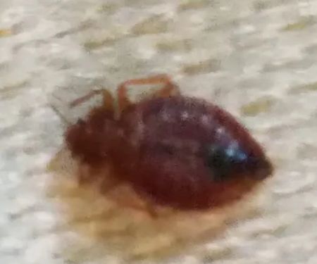 Frontline Pest Management