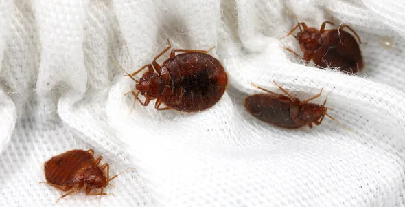 Smithereen Pest Management Services Picture 6