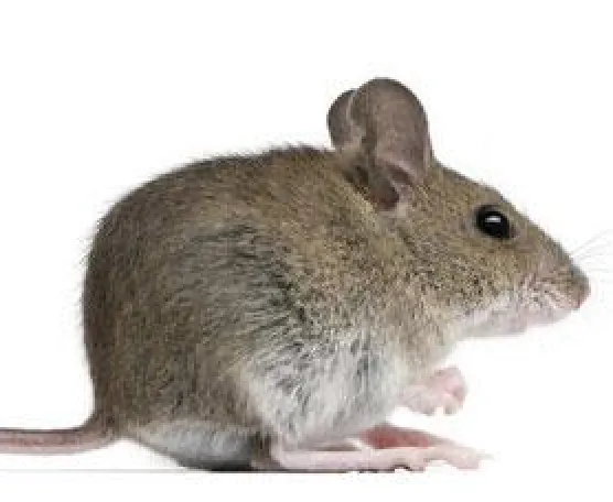 Smithereen Pest Management Services Picture 3