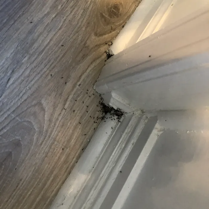Speedway Termite & Pest Control Picture 3
