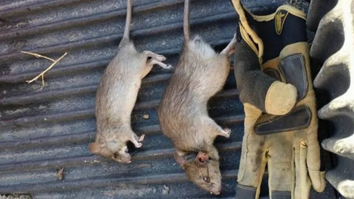 Indianapolis Rodent Exterminator Picture 6