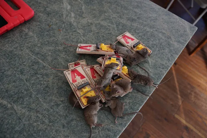 Indianapolis Rodent Exterminator Picture 8