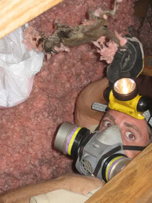 Indianapolis Rodent Exterminator Picture 4