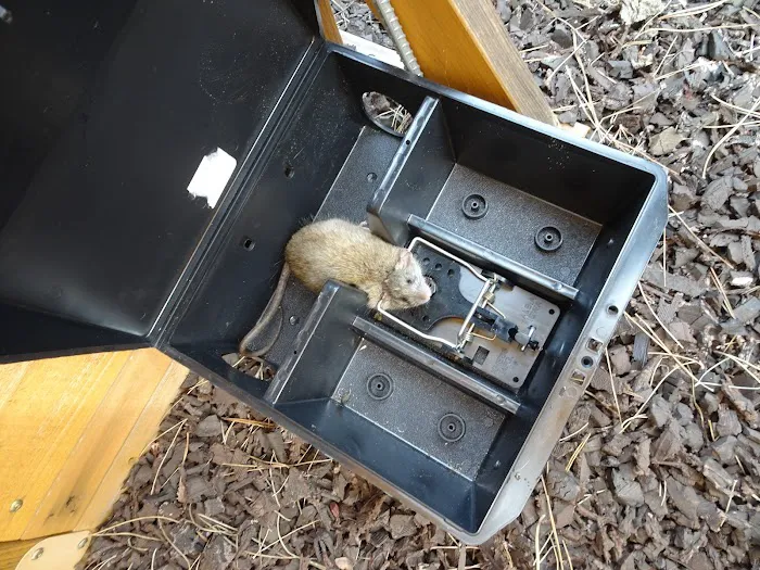 Indianapolis Rodent Exterminator Picture 2