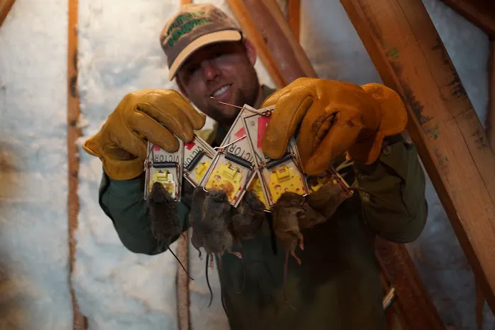 Indianapolis Rodent Exterminator Picture 1