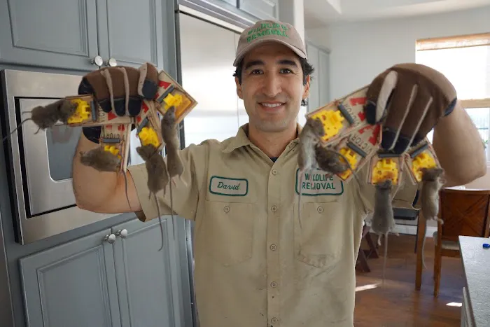 Indianapolis Rodent Exterminator Picture 3