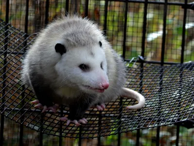 Critter Control Picture 4