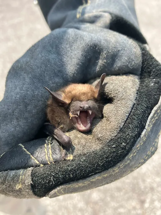 Critter Control Picture 3