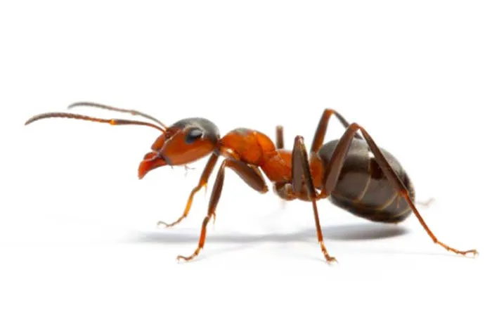 Hammond And Lemmons Termite And Pest Control Picture 1