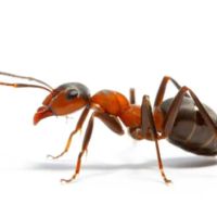 Hammond And Lemmons Termite And Pest Control ico