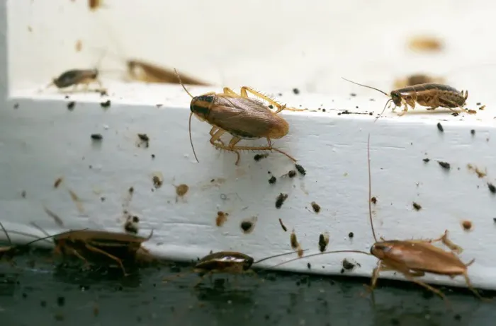 Hammond And Lemmons Termite And Pest Control Picture 3