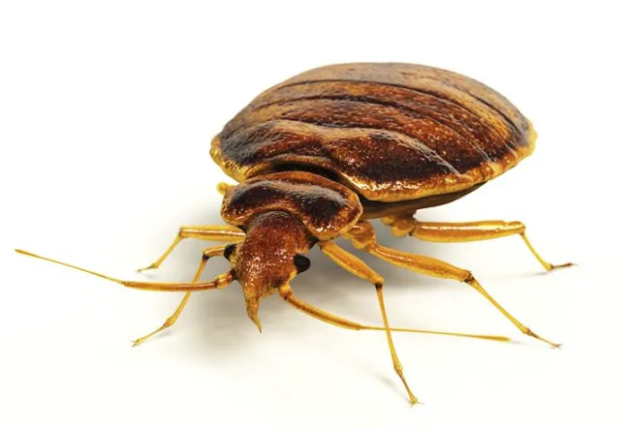 Hammond And Lemmons Termite And Pest Control Picture 4