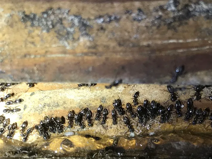 Greener Pest Management Picture 5