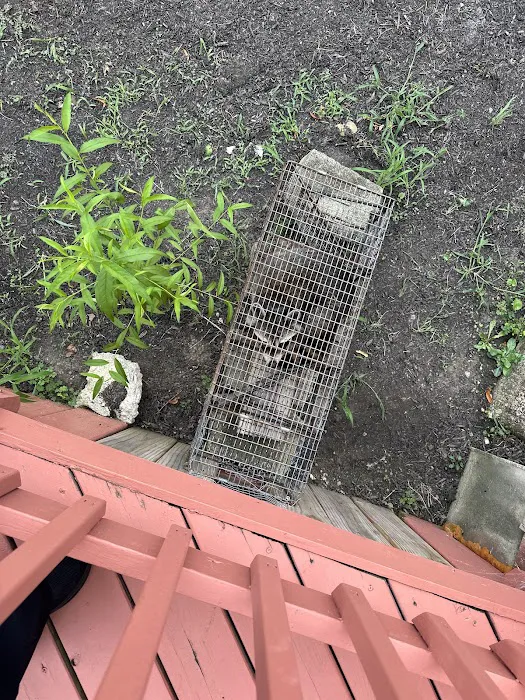 Evict A Pest Wildlife and Pest Control Picture 5