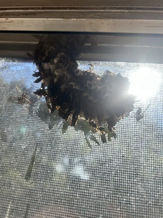 Evict A Pest Wildlife and Pest Control Picture 4