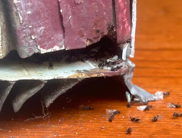 Evict A Pest Wildlife and Pest Control Picture 1