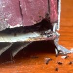 Evict A Pest Wildlife and Pest Control
