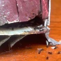 Evict A Pest Wildlife and Pest Control ico