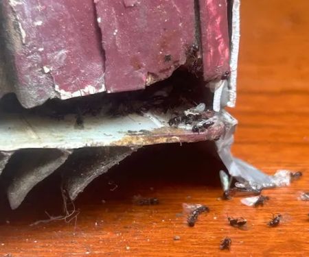 Evict A Pest Wildlife and Pest Control
