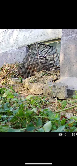 Evict A Pest Wildlife and Pest Control Picture 6