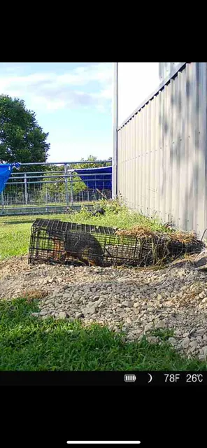 Evict A Pest Wildlife and Pest Control Picture 2