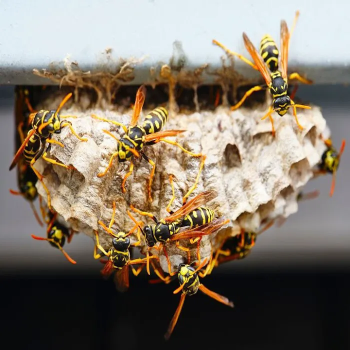 Evict A Pest Wildlife and Pest Control Picture 9