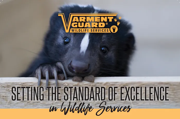 Varment Guard Wildlife Services Picture 6