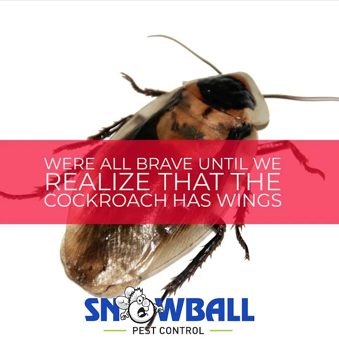 Snowball Pest Control Picture 5