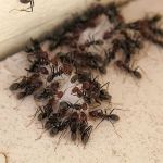 Black Diamond Pest Control