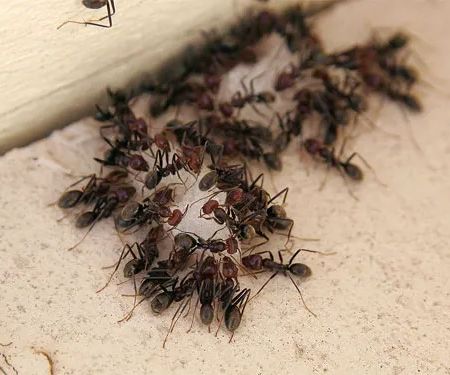 Black Diamond Pest Control