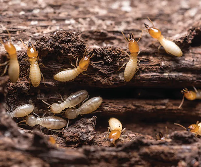 Black Diamond Pest Control Picture 6