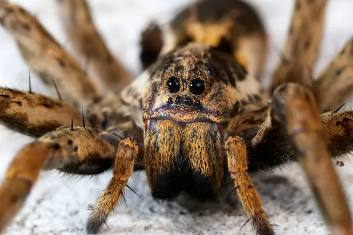 Black Diamond Pest Control Picture 10