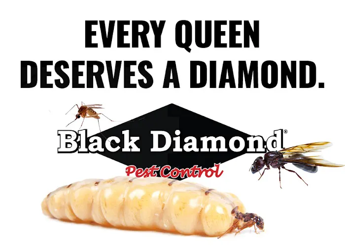 Black Diamond Pest Control Picture 3