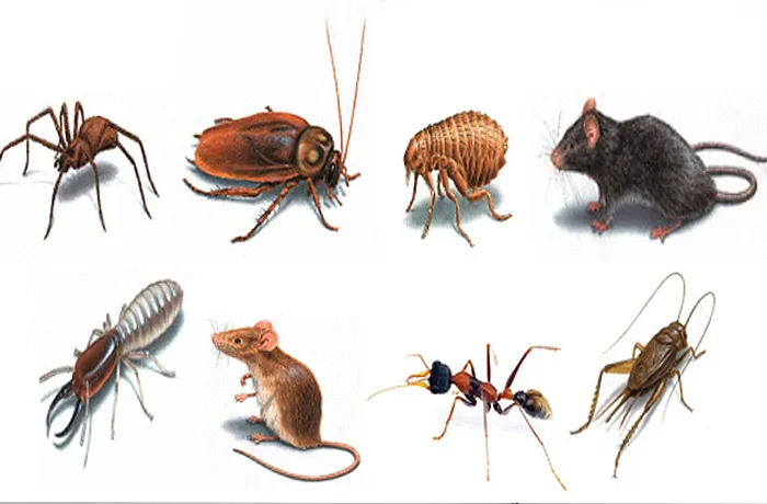 Bill's Termite & Pest Control Picture 1
