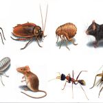 Bill's Termite & Pest Control